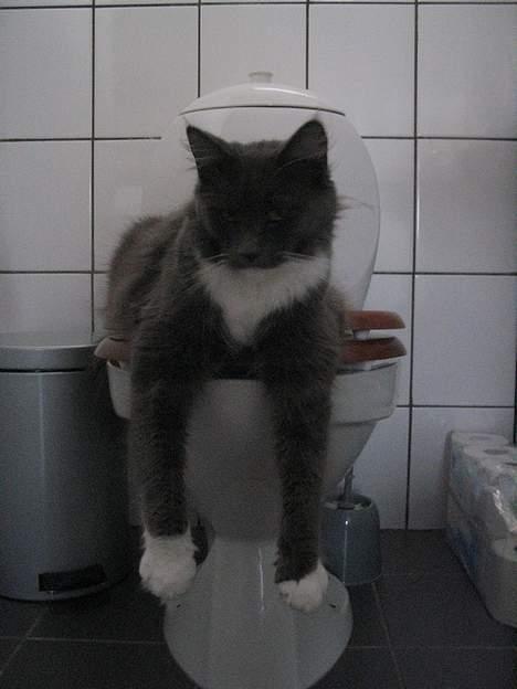 Maine Coon Chrisdahl's Dolly - jeg elsker at ligge her. billede 10