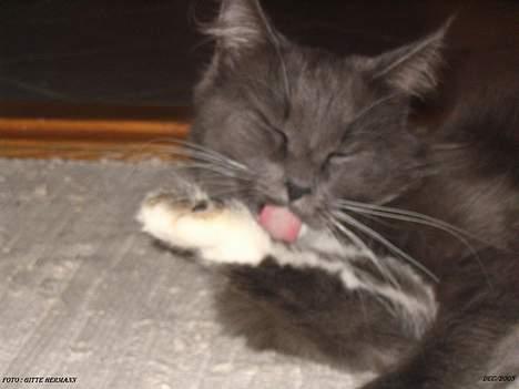 Maine Coon Chrisdahl's Dolly - Skønt med et bad. billede 11