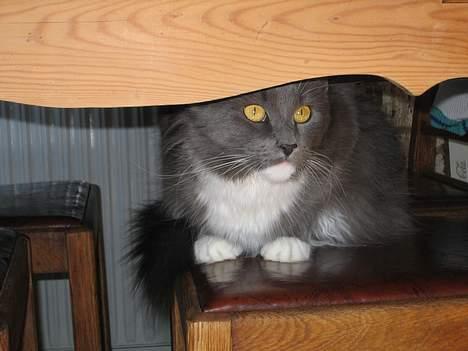 Maine Coon Chrisdahl's Dolly - Ja, kom bare an.. billede 12