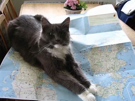 Maine Coon Chrisdahl's Dolly - Så kom jeg lige på Danmarkskortet. billede 13