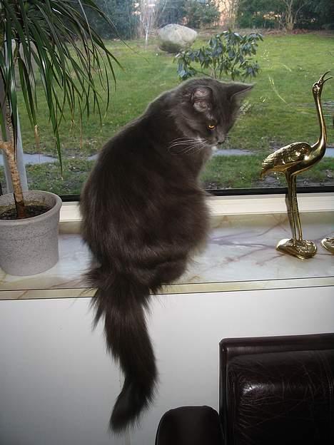 Maine Coon Chrisdahl's Dolly billede 14