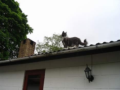 Maine Coon Chrisdahl's Dolly - Ja, en tur på taget det er en daglig rutine. billede 15