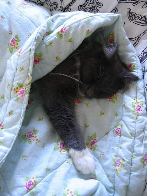 Maine Coon Chrisdahl's Dolly - Det er hygge at sove i mors seng. billede 16