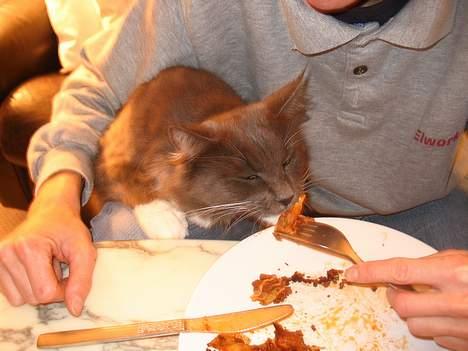 Maine Coon Chrisdahl's Dolly - UHM... Mors mad.. billede 17