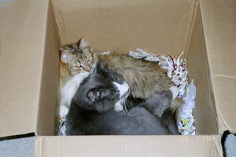 Norsk Skovkat Hampus, R.I.P.  - vi kan sagtens være to her *S* billede 12