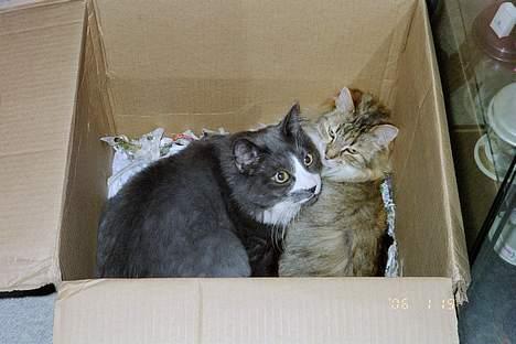 Norsk Skovkat Hampus, R.I.P.  - og vi hygger noget så dejligt billede 13