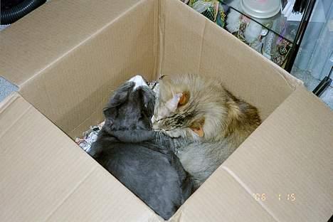 Norsk Skovkat Hampus, R.I.P.  - og vi kan blive ved med at hygge billede 14