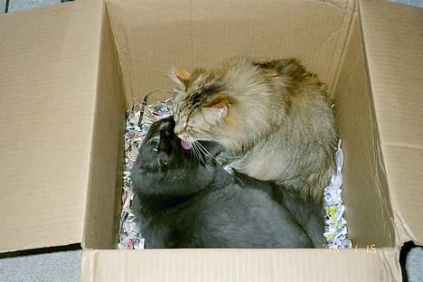 Norsk Skovkat Hampus, R.I.P.  - en vasketur er heller ikke af vejen billede 15