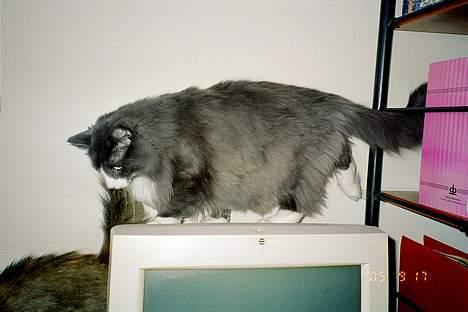 Norsk Skovkat Hampus, R.I.P.  - et sted jeg egentlig ikke må være, men det går nok *S* billede 16