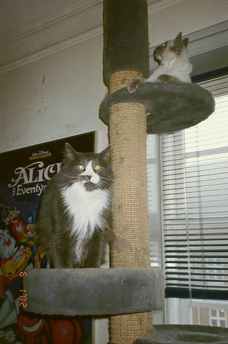 Norsk Skovkat Hampus, R.I.P.  - vi leger lige billede 17