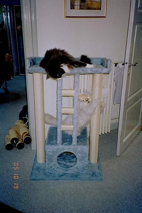 Norsk Skovkat Hampus, R.I.P.  - indvielse af ny katremiljø billede 18