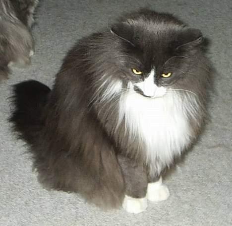 Norsk Skovkat Hampus, R.I.P.  - stoooor mis billede 19