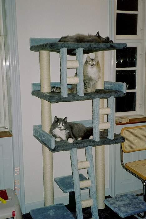 Norsk Skovkat Hampus, R.I.P.  - og vi indvier det andet nye miljø billede 20