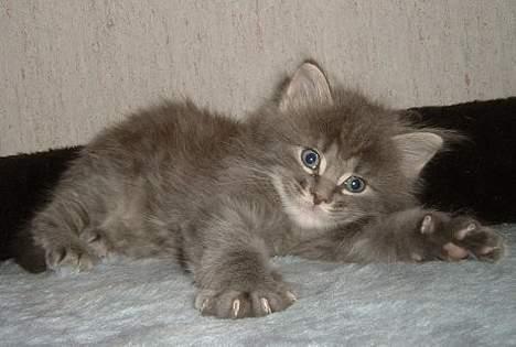 Maine Coon Sofus billede 1