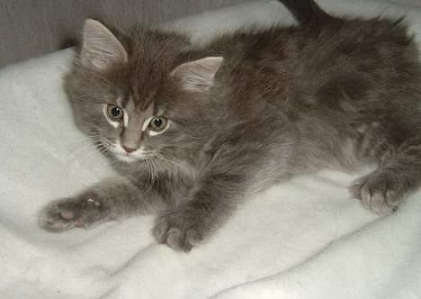 Maine Coon Sofus billede 2