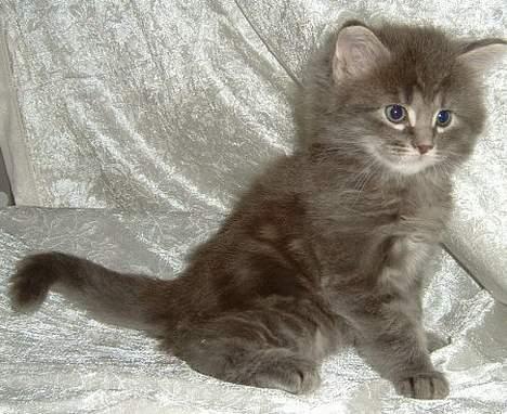 Maine Coon Sofus billede 3