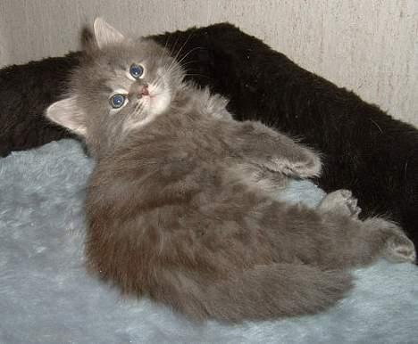 Maine Coon Sofus billede 4