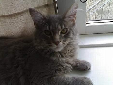 Maine Coon Sofus - Taget den 30/3-06 billede 5