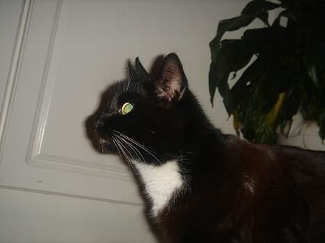 Huskat Ursula *DØD* - Hun har da et smukt hoved ;) billede 11