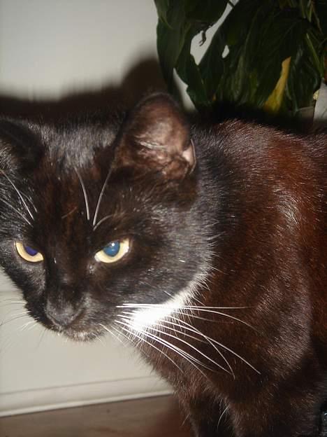 Huskat Ursula *DØD* - Se hendes KILLER EYES Ö billede 12