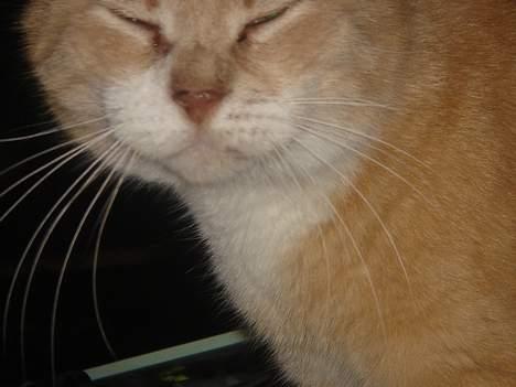 Huskat Sibastian *DØD* - Det helt stor smil til foto´et. billede 7