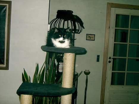 Norsk Skovkat Pussi billede 2