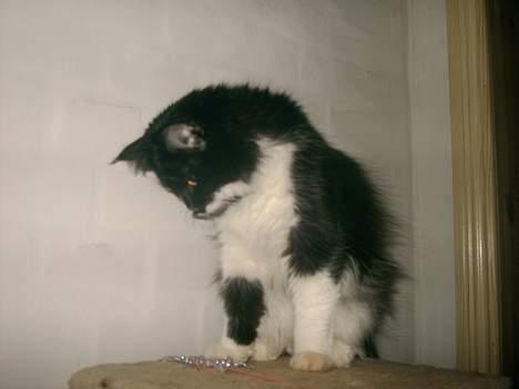 Norsk Skovkat Pussi billede 3