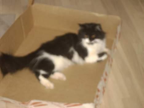 Norsk Skovkat Pussi billede 4