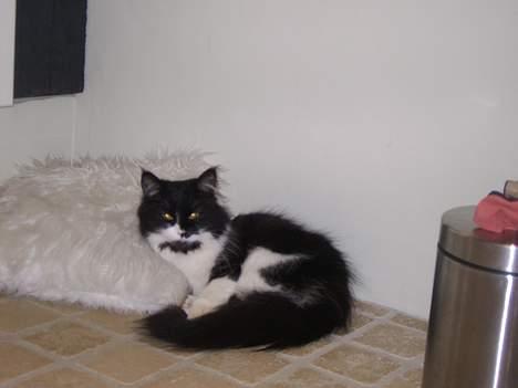 Norsk Skovkat Pussi billede 5