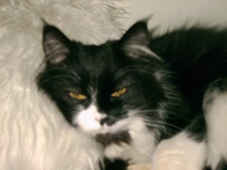 Norsk Skovkat Pussi billede 6