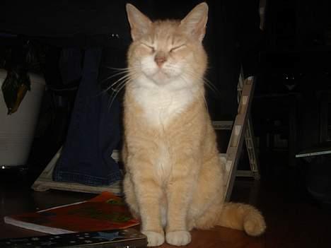 Huskat Sibastian *DØD* - Et super billede af Basse mann<3 billede 8