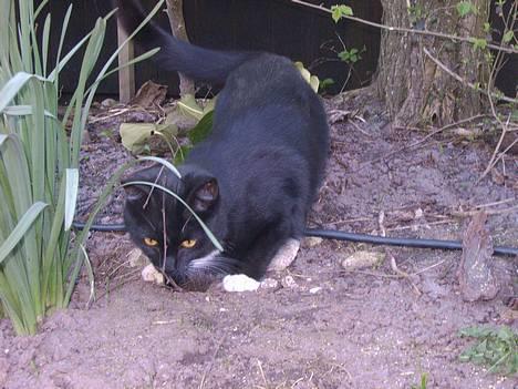 Blanding af racer Kisser - hvad er der i det huld? billede 1