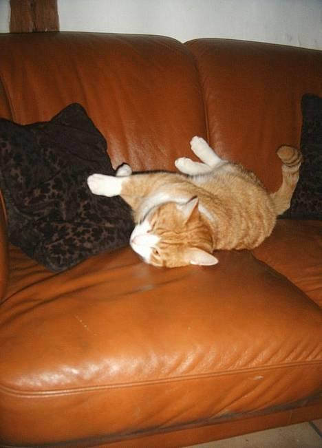 Blanding af racer Filur - filur ligger og ruller lidt rundt, men det kræver mindst en pause:) billede 8