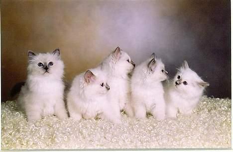 Hellig Birma Hannibal - solgt - Her er jeg sammen med alle mine kuldsøskende, det er mig helt ovre til højre... billede 2