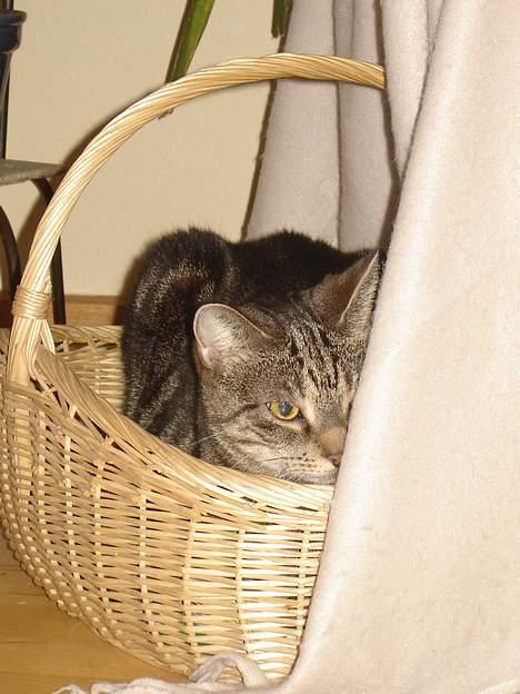 Huskat Silke - En rigtig skøn putteplads  billede 15