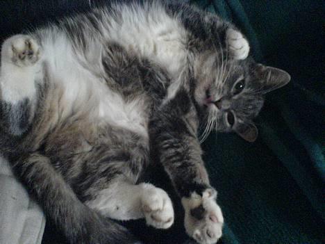 Huskat Mugge. billede 1