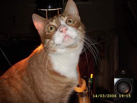 Huskat boris (mr. Kispus) billede 14