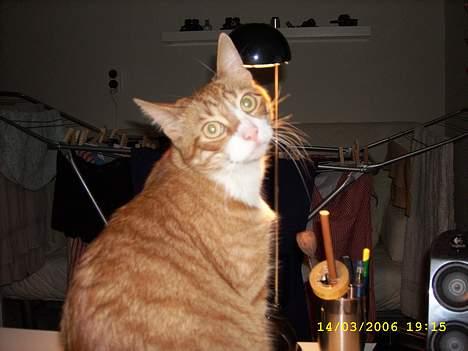 Huskat boris (mr. Kispus) billede 15