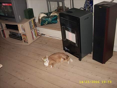 Huskat boris (mr. Kispus) billede 16