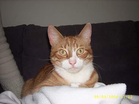 Huskat boris (mr. Kispus) billede 17