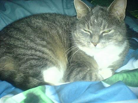 Huskat Mugge. billede 2