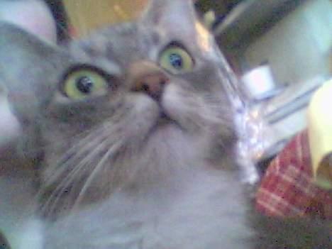 Huskat Mugge. billede 3