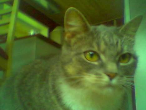 Huskat Mugge. billede 4