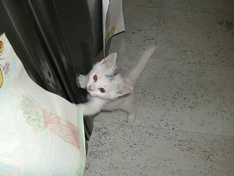 Huskat Yang - hej det er mig som lille. billede 1