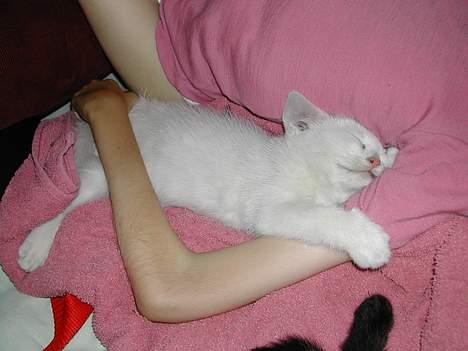 Huskat Yang - Hej ligger jeg sammen med min moar og hviler billede 2