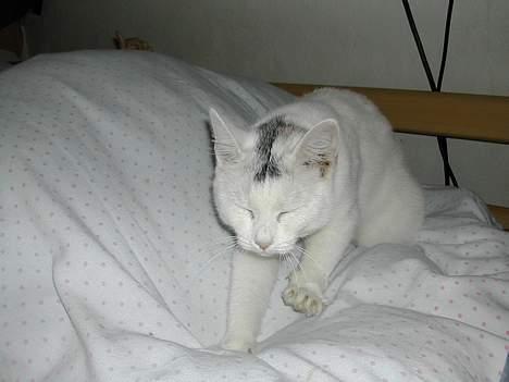 Huskat Yang - jeg strækker mig lige billede 3