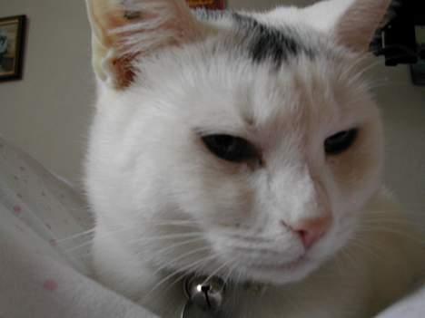 Huskat Yang - er du snart færdig!! billede 4