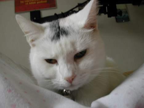 Huskat Yang - må jeg godt sove nu?? billede 5