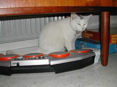 Huskat Yang - ikk sig til moar at jeg spiller billede 6