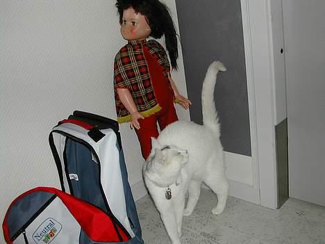 Huskat Yang - jeg har ikke gjort noget. billede 8